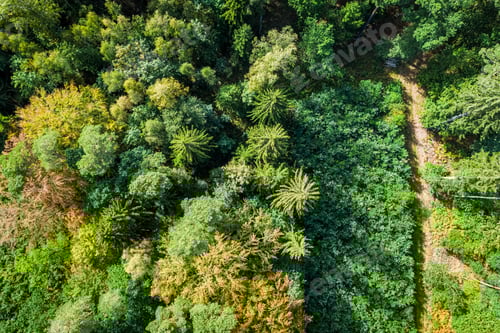 Preview: Aerial view of green autumn in sunny day