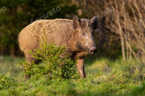Preview: Single wild boar standing behind a young tree in warm evening light