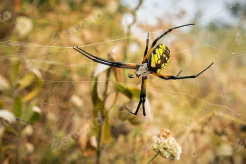 Preview: Large female garden spider (Argiope aurantia), Alviso marsh, San Francisco bay area, California
