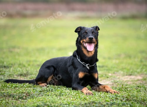 Preview: training of french shepherd