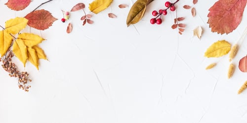 Preview: Mixed autumn yellow leaves on white background,flatly,top view, cope space