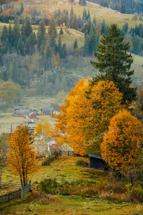 Preview: Golden autumn landscape in Carpathian mountain, Ukraine, Verkhovyna, Zelene village
