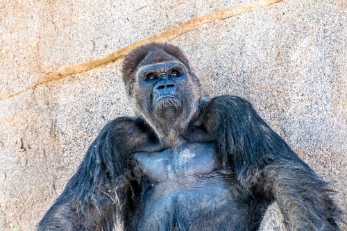 Preview: Authoritative Silverback Gorilla
