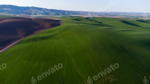 Preview: Aerial view of vibrant green wheat fields in Walla Walla, Washington