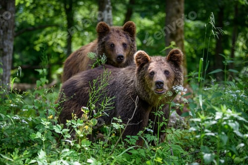 Preview: Two young wild Brown Bear in the summer forest. Animal in natural habitat. Wildlife scene