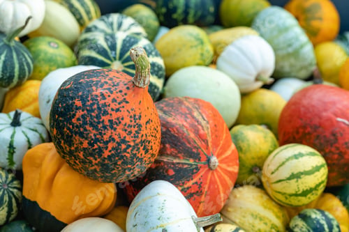 Preview: Closeup shot of a pile of colorful pumpkins and squash after a harvest