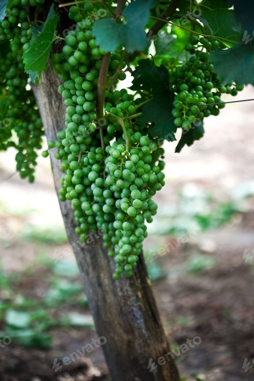 Preview: Close up of green grapes