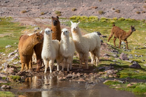 Preview: Llama