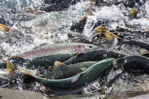 Preview: Spawning salmon