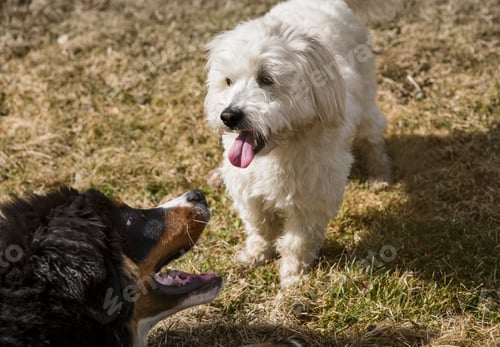 Preview: Two dogs enjoying a sunny day outdoors.