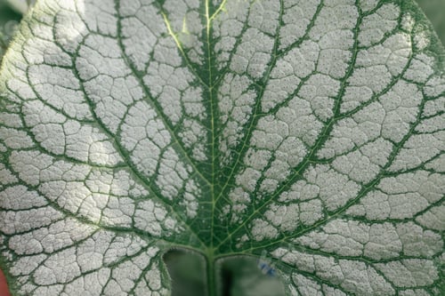 Preview: Beautiful plantain lily of wonderful colorful pattern, creamy white to dark green grow in garden.