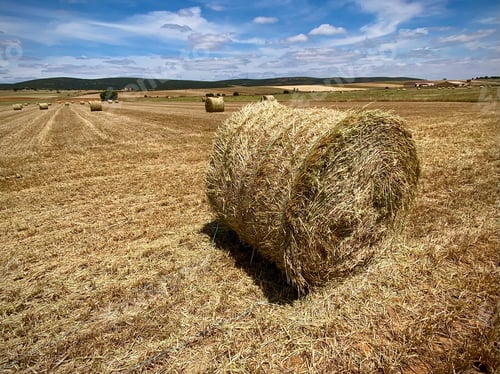 Preview: Hay bales on the field