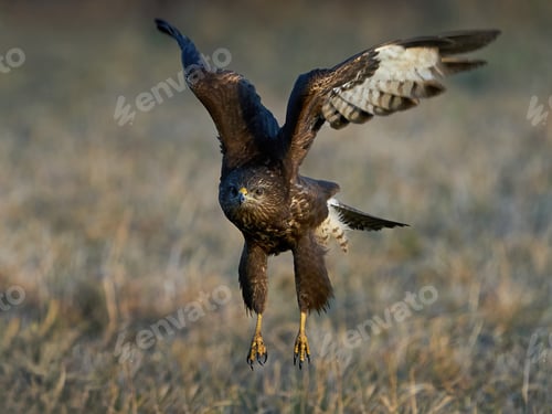 Preview: Common buzzard (Buteo buteo)