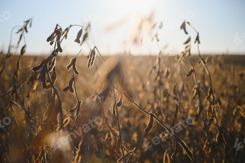 Preview: Dried Soybeans Growing in a Rural Field