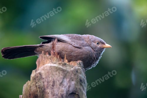 Preview: Small Bird on a Tree Stump in Nature