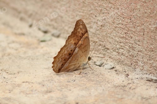 Preview: The Cruiser. Vindula erota erota butterfly