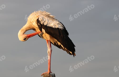 Preview: Stork on a pole