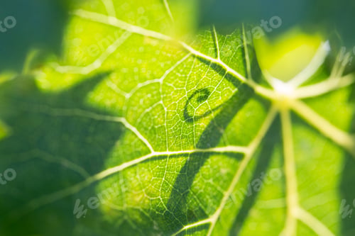 Preview: Beautiful Backlit Grape Leaf With Shadow of Vine.