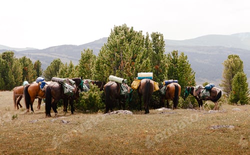 Preview: horses with saddlebags and travel mats