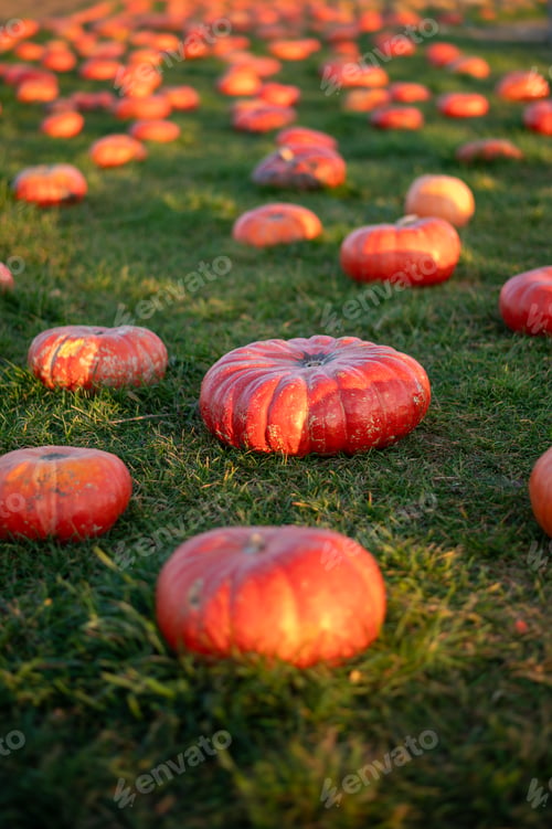 Preview: Variety of Pumpkins for Halloween