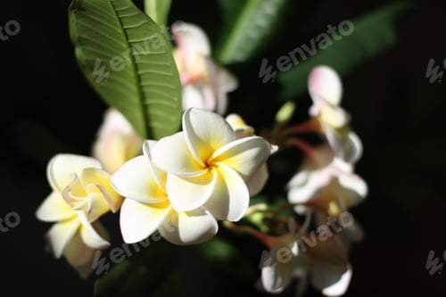 Preview: Stunning white flower frangipani blossblossom with green leaves is illuminated