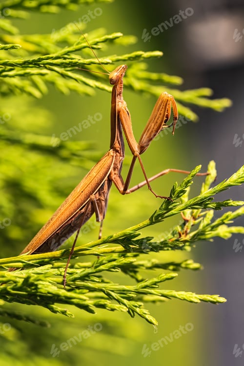 Preview: Brown praying mantis on tree. Mantis religiosa