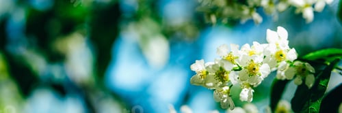 Preview: Beautiful bokeh floral background with white tender cherry blossoms. Web banner