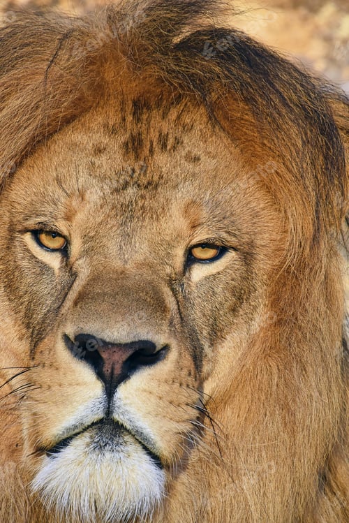 Preview: Close up portrait of male African lion