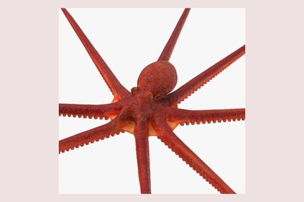 Visualização: Polvo gigante do Pacífico com ventosas detalhadas