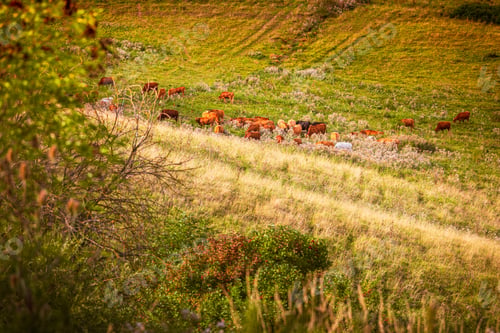 Preview: Cows Grazing in a autumn farmland pasture
