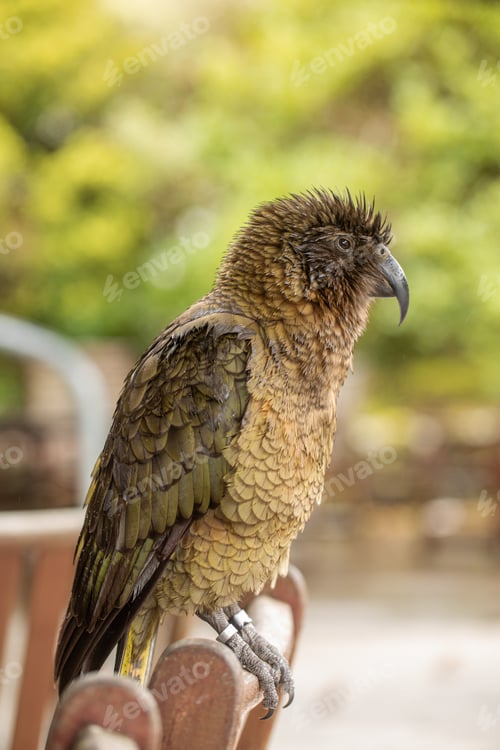 Preview: Colorful kea parrot posing in rainy landscape. Wild kea parrot in the Arthurs Pass, New Zealand.