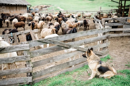 Preview: Sheep-dog, sheeps and goat on the farm. Agritourism concept. Life in the countryside