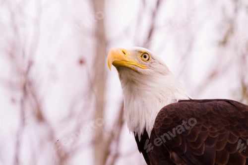Preview: Bald eagle