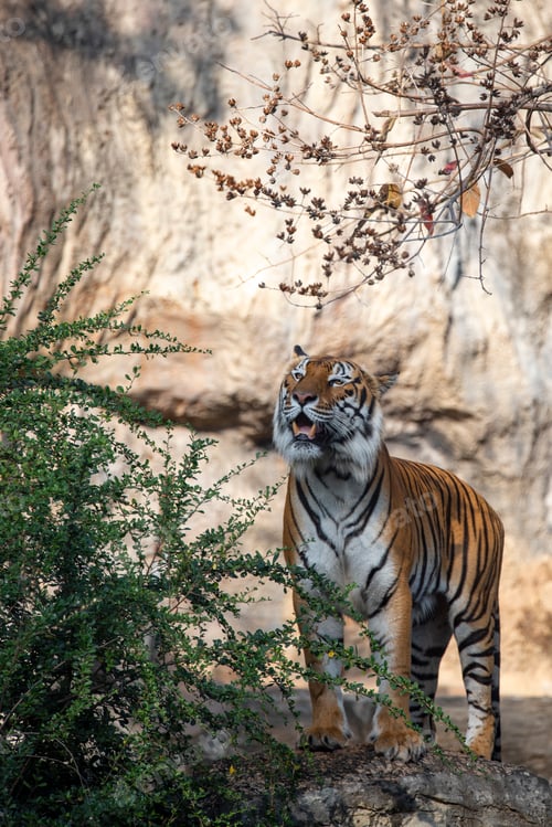 Preview: Tiger eating, Tiger is showing food hunting behavior in zoo