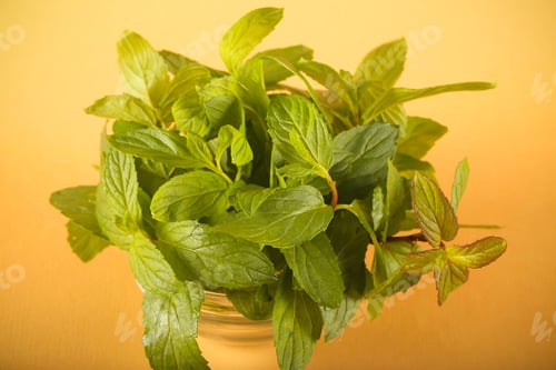 Preview: Mint Fresh Lies On A Bright Isolated Background