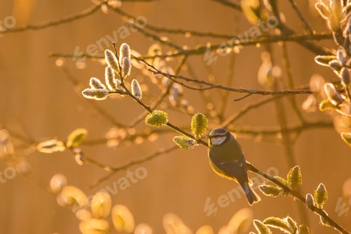 Preview: Eurasian blue tit - Cyanistes caeruleus on tree branch soft backlight