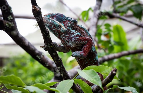 Preview: Chameleon perched on a branch among lush greenery in Madagascar