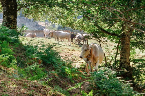Preview: Podolic cows on the pasture on a sunrise