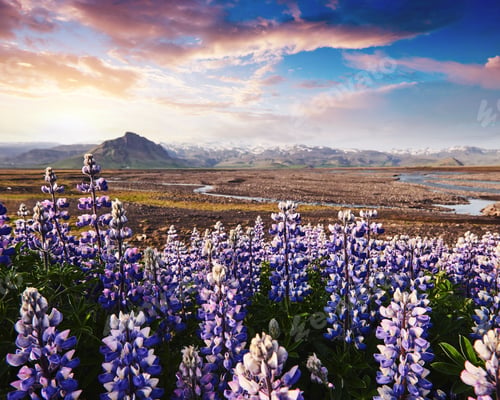 Preview: Majestic lupine flowers glowing by sunlight. Gorgeous scene. Location famous place Stokksnes cape