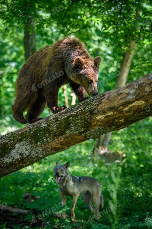 Preview: Wild Brown Bear and wolf in the summer forest. Animal in natural habitat. Wildlife scene