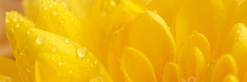 Preview: A yellow chrysanthemum flower.