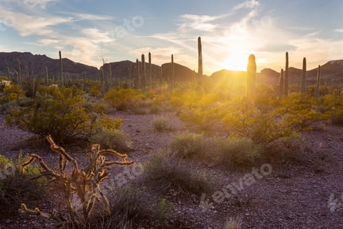 Preview: Cactus