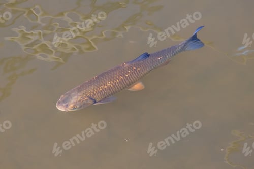 Preview: Common chub in river