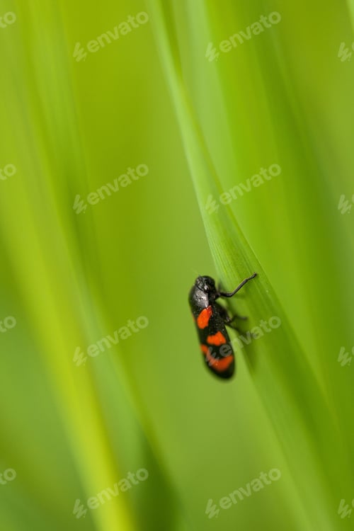 Preview: A six-spot burnet sits on the edge of a leaf with a blurred background.
