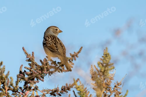 Preview: White crowned sparrow looking to the side.
