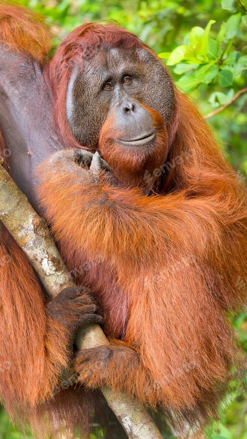 Preview: Orangutan, Tanjung Puting National Park, Borneo