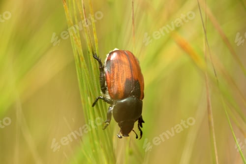 Preview: harmful japanese beetle in wheat field