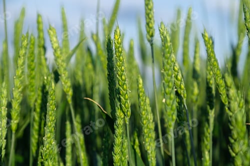 Preview: Green wheat field close up image. Agriculture scene
