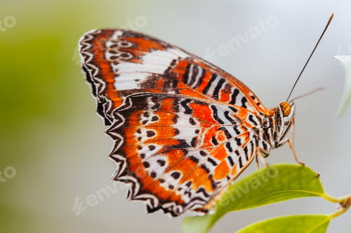 Preview: Colorful Butterfly in Melbourne Australia