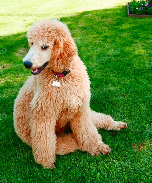 Preview: poodle, dog, puppy, pets, dogs